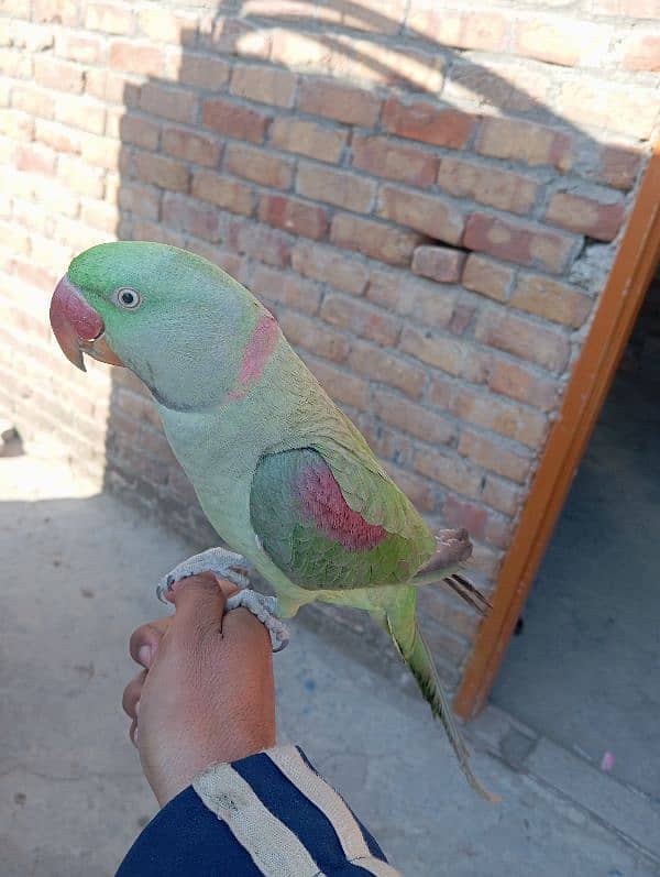 Raw parrot handtame Jo batan sekhao ga sekh jai ga abhi chota ha 4