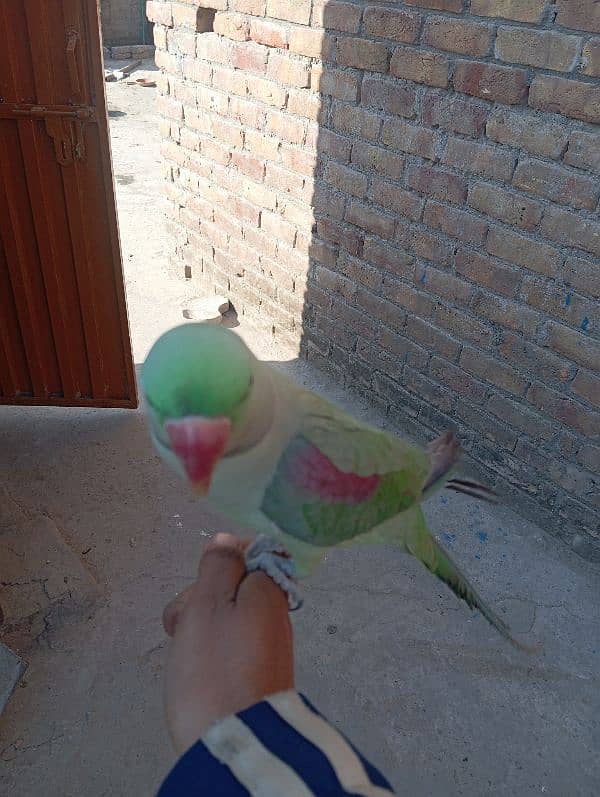 Raw parrot handtame Jo batan sekhao ga sekh jai ga abhi chota ha 5