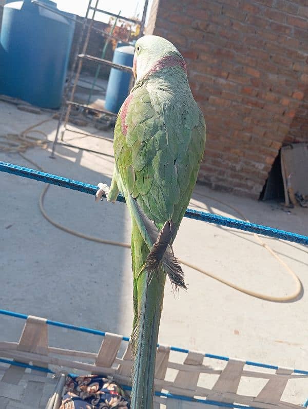 Raw parrot handtame Jo batan sekhao ga sekh jai ga abhi chota ha 6