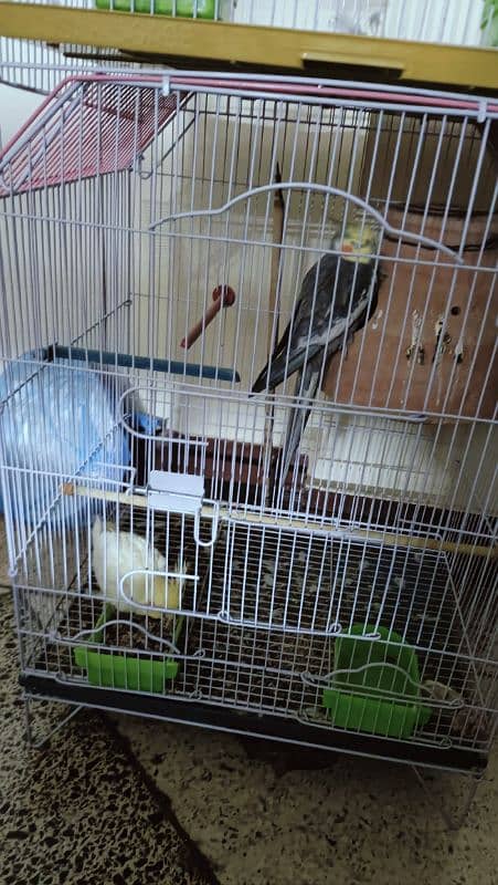 cockatiel birds + cage 0