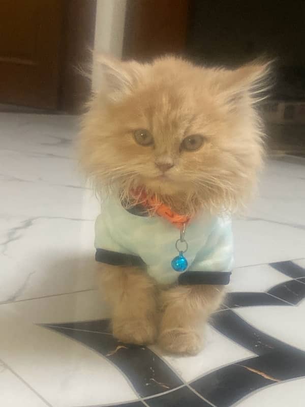 persian cat 0