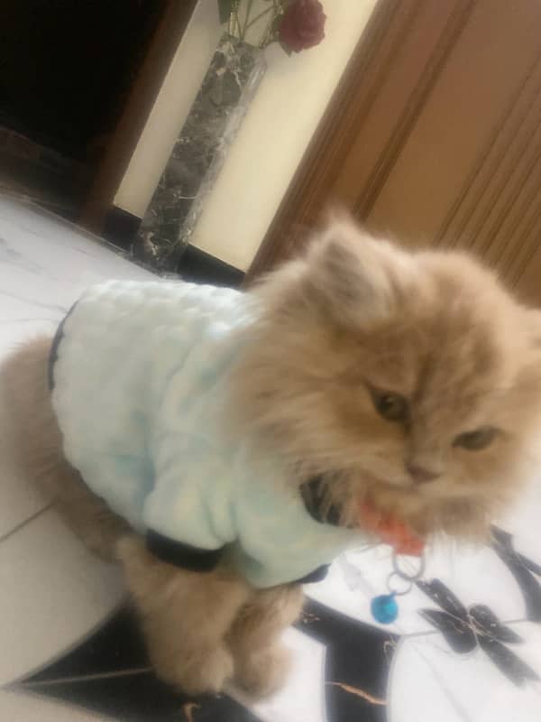 persian cat 1