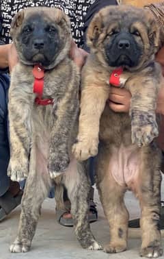 Kurdish kangal / Security Dog / King Kurdish kangal Pair For Sale