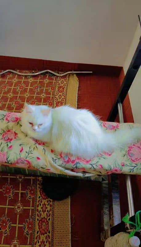 Pure Triple Coated Persian Cat female 0