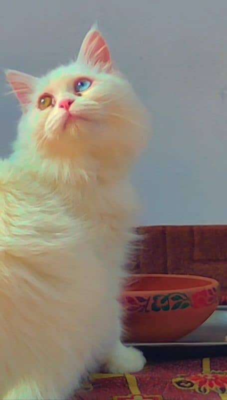 Pure Triple Coated Persian Cat female 1