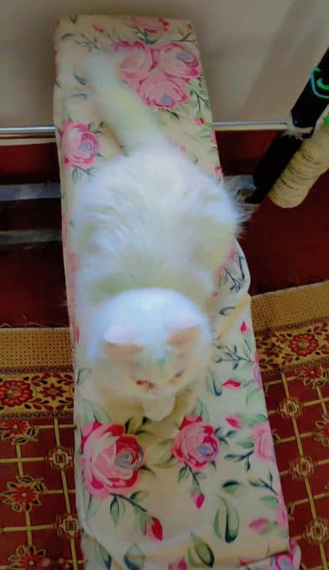 Pure Triple Coated Persian Cat female 3