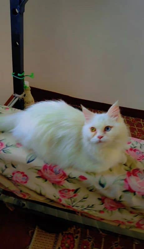 Pure Triple Coated Persian Cat female 5