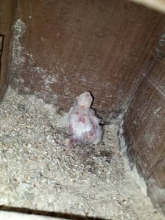 albino possible split eno chick for sale Best for hand tamed