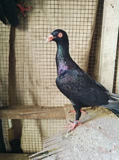 pigeon pairs