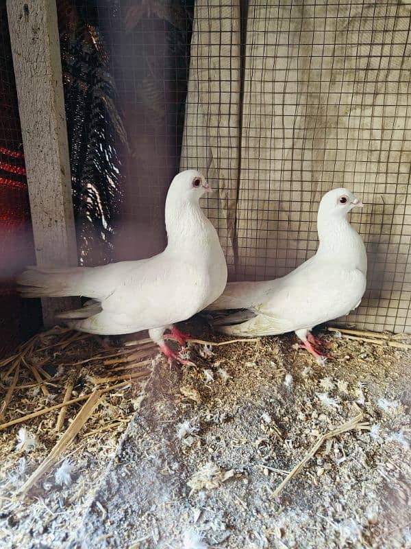 pigeon pairs 3