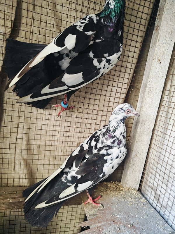 pigeon pairs 4