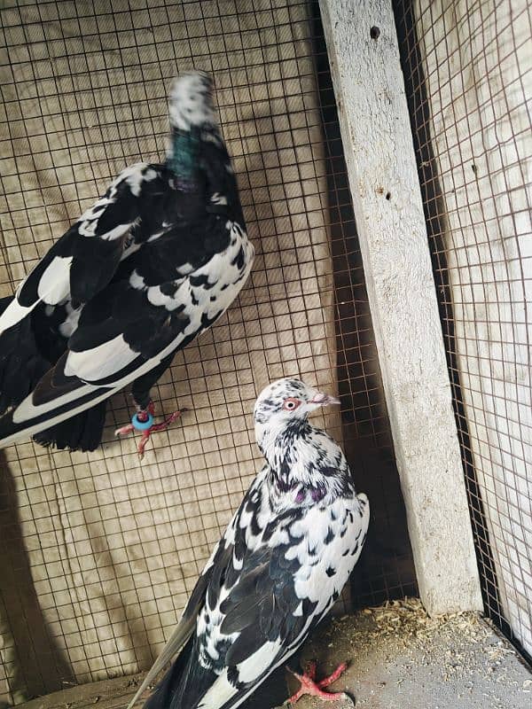 pigeon pairs 5