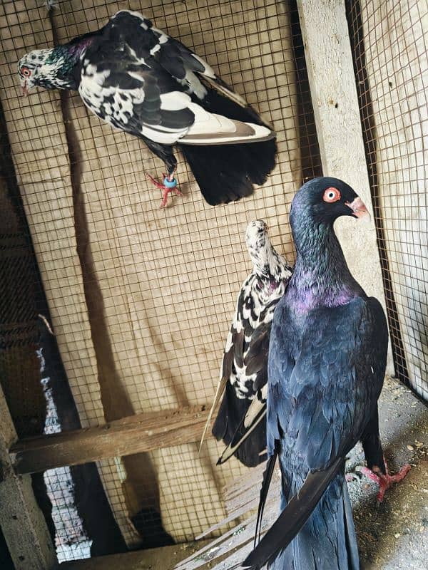 pigeon pairs 6