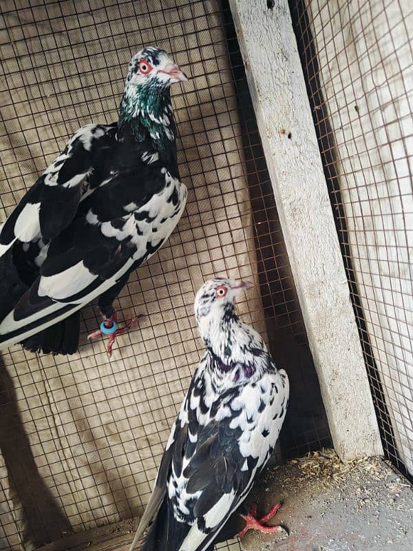 pigeon pairs 7