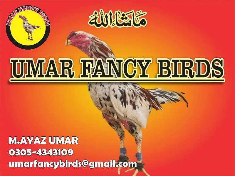 mianwali /thai pathy /quality/white heera /aseel pair/pure aseel hen 0