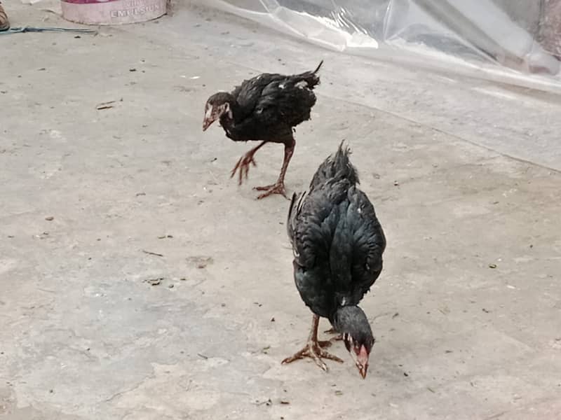 mianwali /thai pathy /quality/white heera /aseel pair/pure aseel hen 7