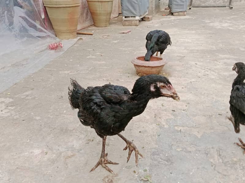 mianwali /thai pathy /quality/white heera /aseel pair/pure aseel hen 9