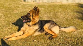 german shepard long coat puppy