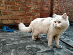 Persian white male triple coated odd eyes for stud