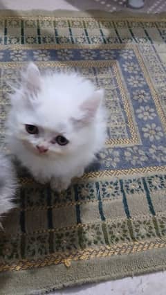 white persian cat