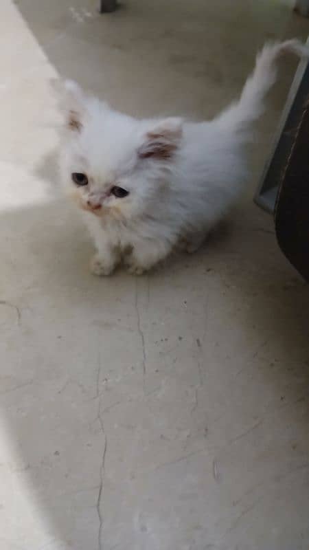 white persian cat 1