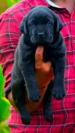 labrador puppies