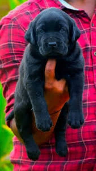 labrador puppies 0