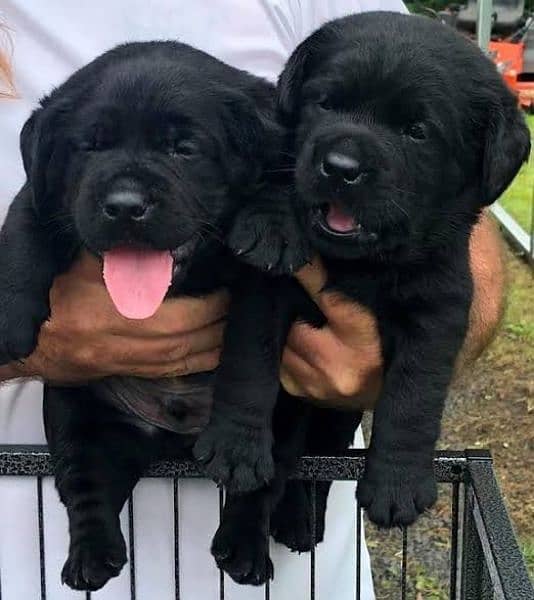 labrador puppies 1