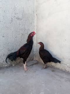 Mushka lakha aseel patha pair for sale