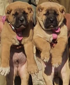 king Turkish kangal pair dabal hadi full havey bone stature for sale