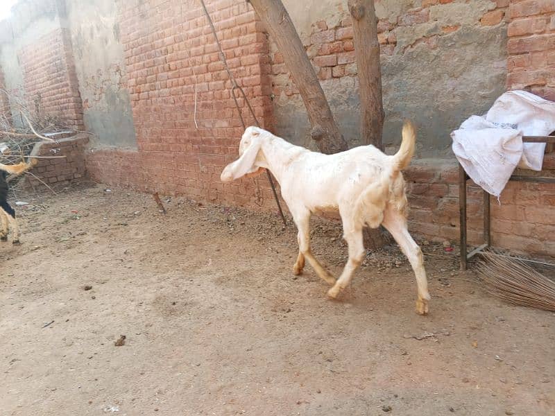 2 bakray 1 bakri for sale 0