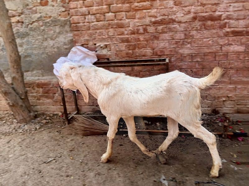 2 bakray 1 bakri for sale 1