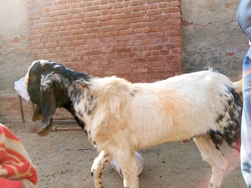 2 bakray 1 bakri for sale 16