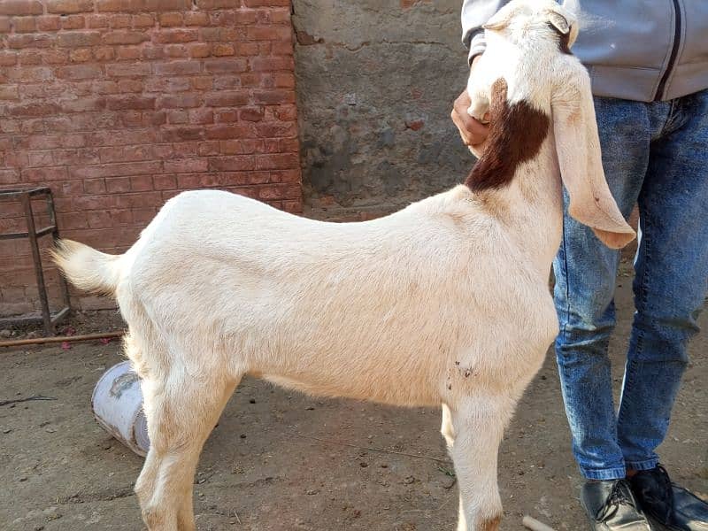 2 bakray 1 bakri for sale 18