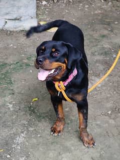 Rottweiler Female (14 Months)