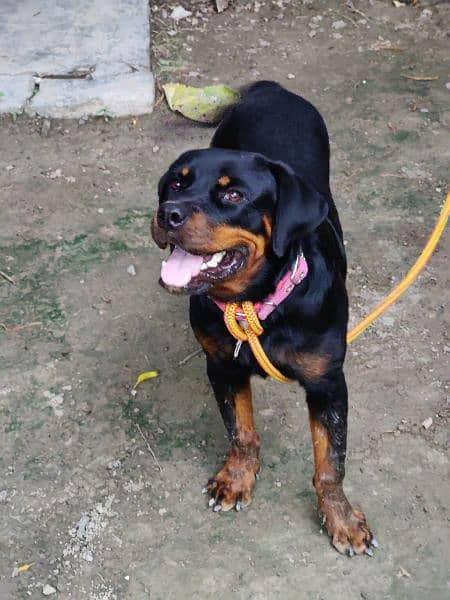 Rottweiler Female (14 Months) 1