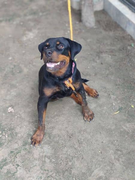 Rottweiler Female (14 Months) 2