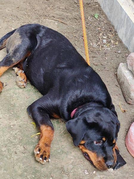 Rottweiler Female (14 Months) 3