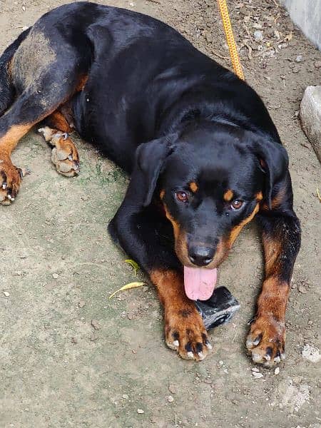 Rottweiler Female (14 Months) 4