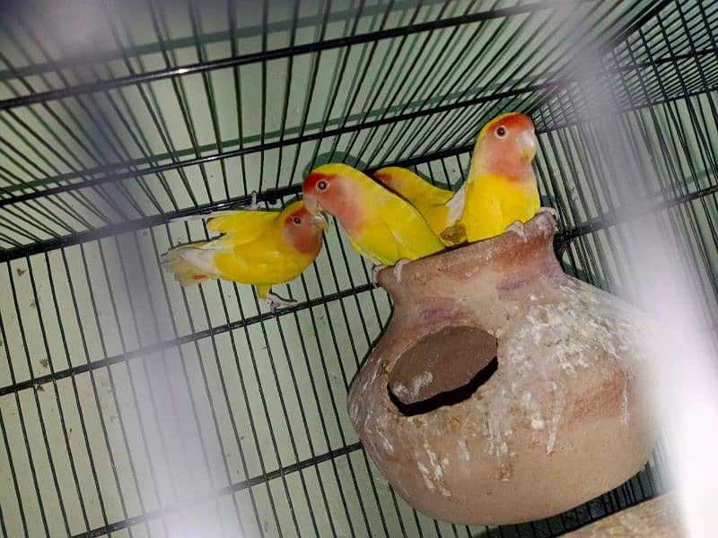 lutino lovebirds breeder pair 0