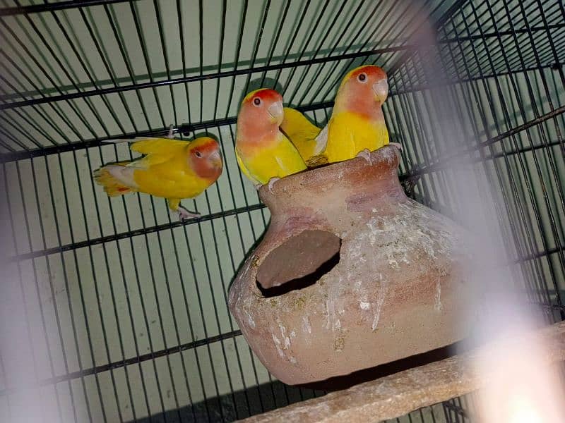 lutino lovebirds breeder pair 1