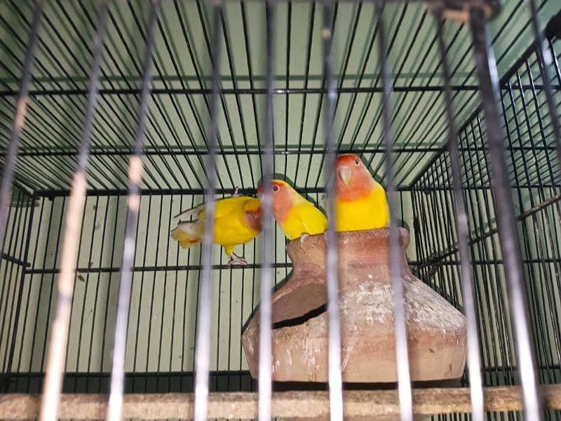 lutino lovebirds breeder pair 3