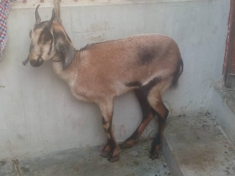 Bakra bakri 2