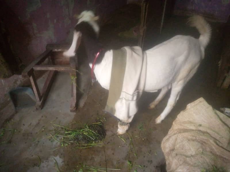 Bakra bakri 6