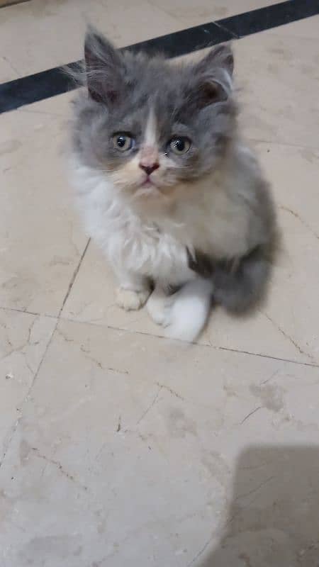 white persian cat 3