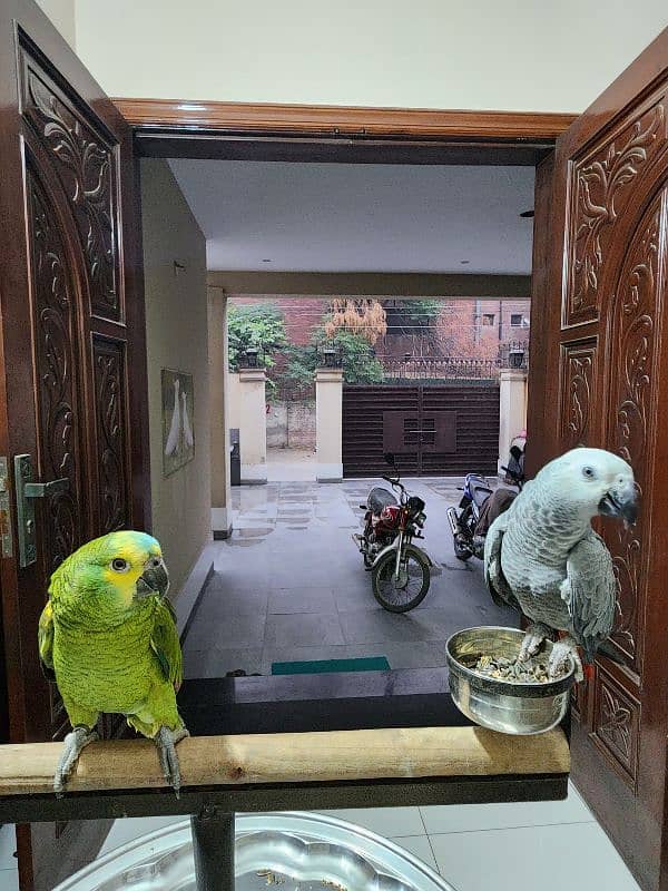 Triton Cockatoos, Blue Fronted Amazon, Blue & Gold Macaw, African Grey 1