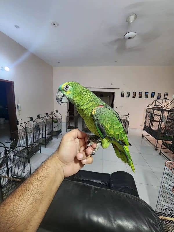 Triton Cockatoos, Blue Fronted Amazon, Blue & Gold Macaw, African Grey 4