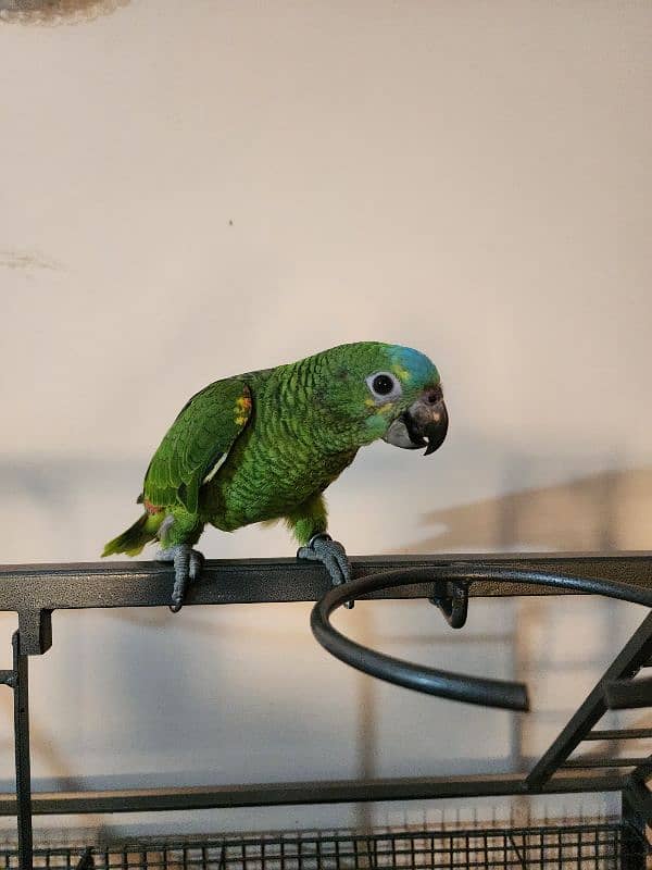 Triton Cockatoos, Blue Fronted Amazon, Blue & Gold Macaw, African Grey 6