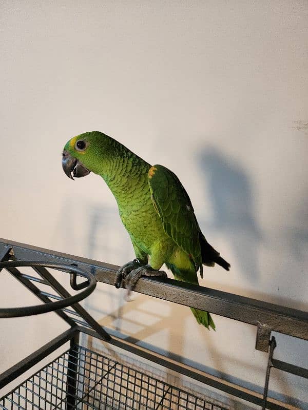 Triton Cockatoos, Blue Fronted Amazon, Blue & Gold Macaw, African Grey 7