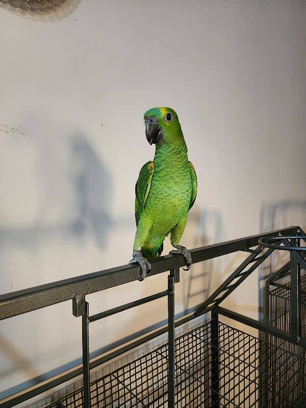 Triton Cockatoos, Blue Fronted Amazon, Blue & Gold Macaw, African Grey 8